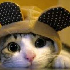 15 Year Old Girl, Fan Fiction Writer, Cat lover and hopeless dreamer! Please check out http://t.co/aXhVbK16dn