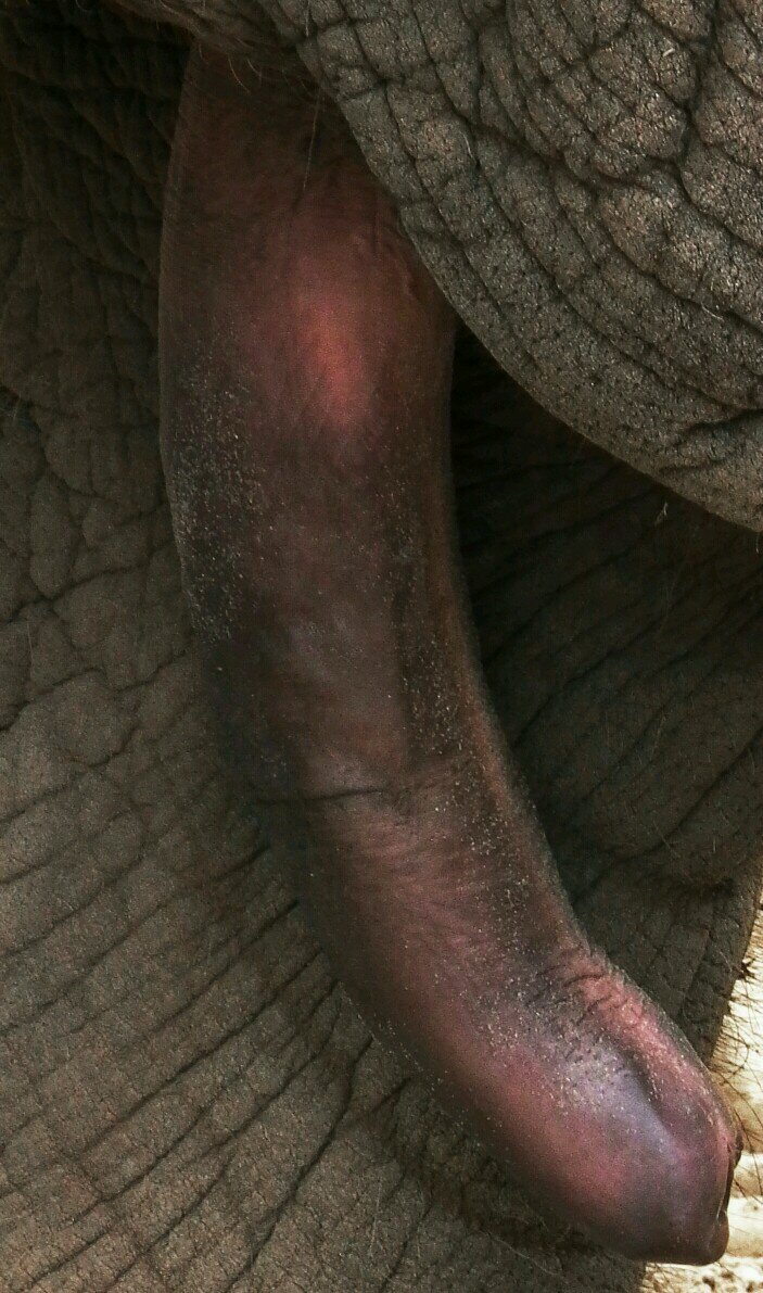 I show the penises of animals that are WORTH looking at