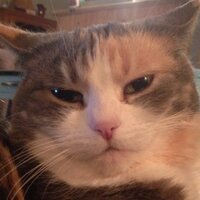 R (@michell63646251) 's Twitter Profile