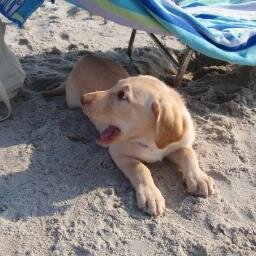 Indycolts2's profile picture. KCCO