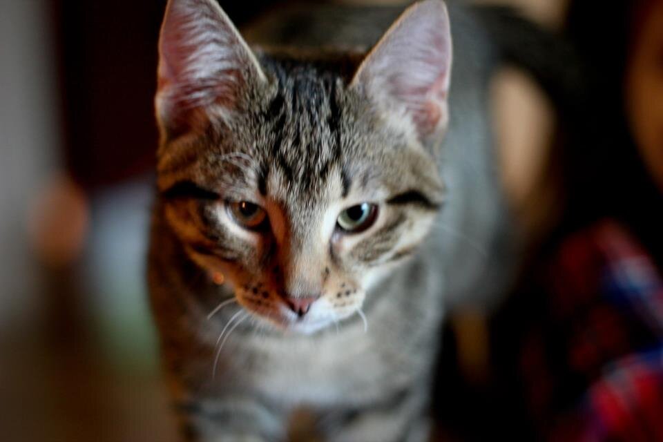 OlliesOTPHJs's profile picture. MeeeeeeeeOw ;)