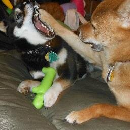 bearandnixie's profile picture. Two evil mainland Shibas who worship the Firefox Girls and hope to join in their world domination plans (with lil brofur and Keyo, too!)