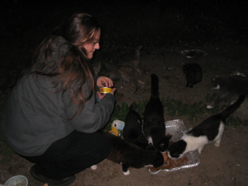 love cats an animals help them all i can