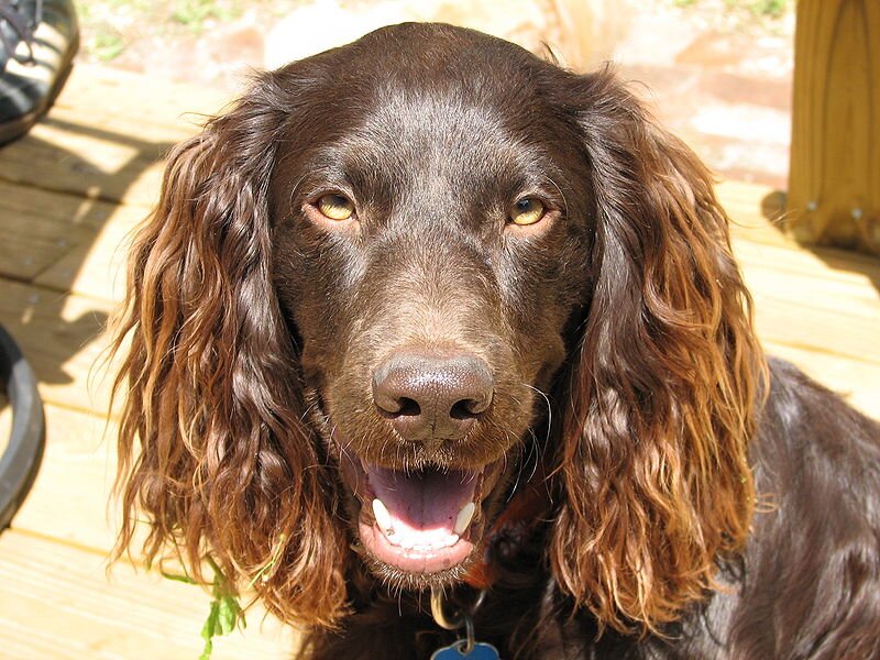 Tweet or DM your #BoykinSpaniel pictures! 

Run by @RyanMallalieu