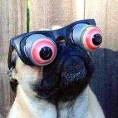 gdogstore's profile picture. A complete and comments on dog clothes, dog training, dog shoes, dog beds, dog toys, dog costumes & other dog stuff