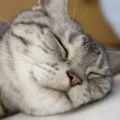 いわゆる「うらアカ」たまにつぶやく。十分に成人済み。性格はズレてるかも。突然フォローするかもしれませんがよろしくお願いします。（ゆっくりフォロー整理、というかアカ分け中）