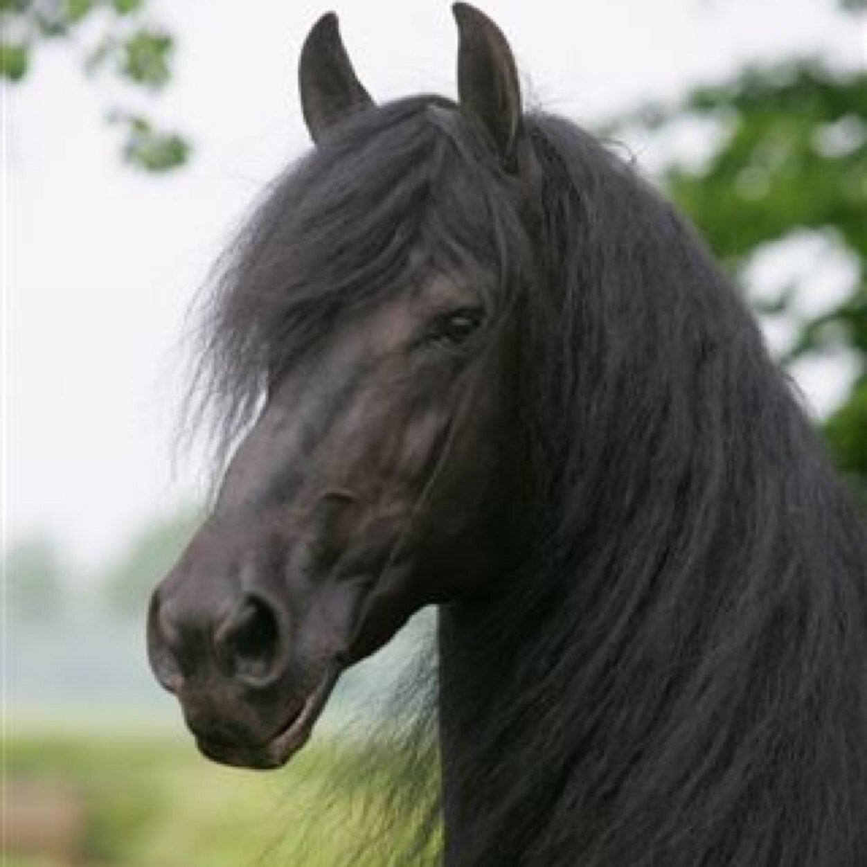 Dit is de Frieske Hynders fan account!! Volg ons en wij volgen je terug!!!