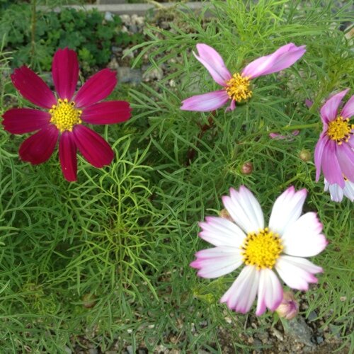 m3urasub's profile picture. やぁ。