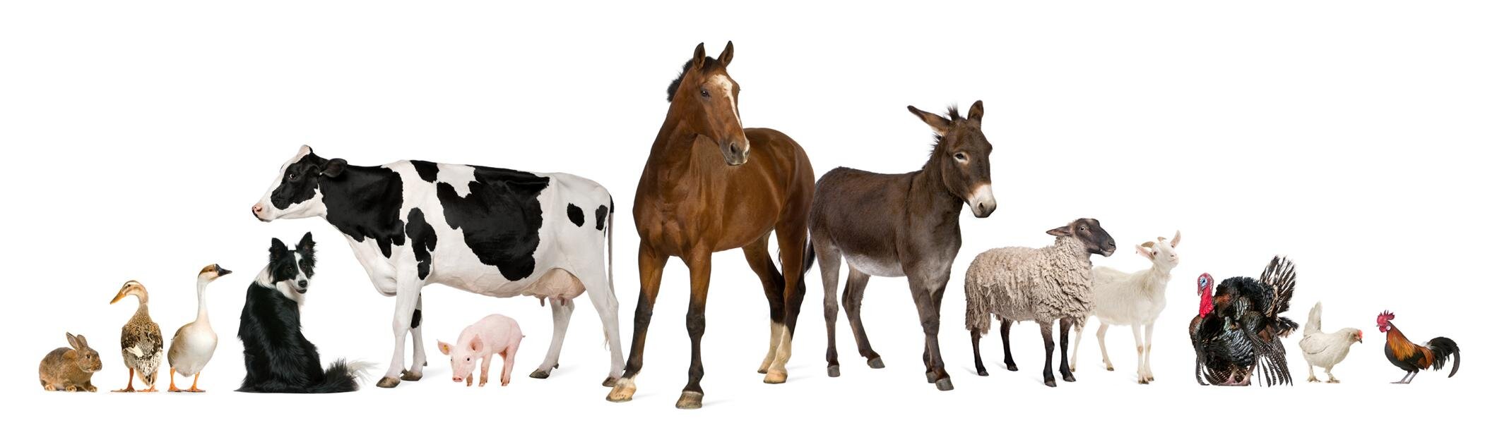 HAGRO-VET ist ein Anbieter von Medizinprodukten und Desinfektionsmitteln für den Veterinärbedarf