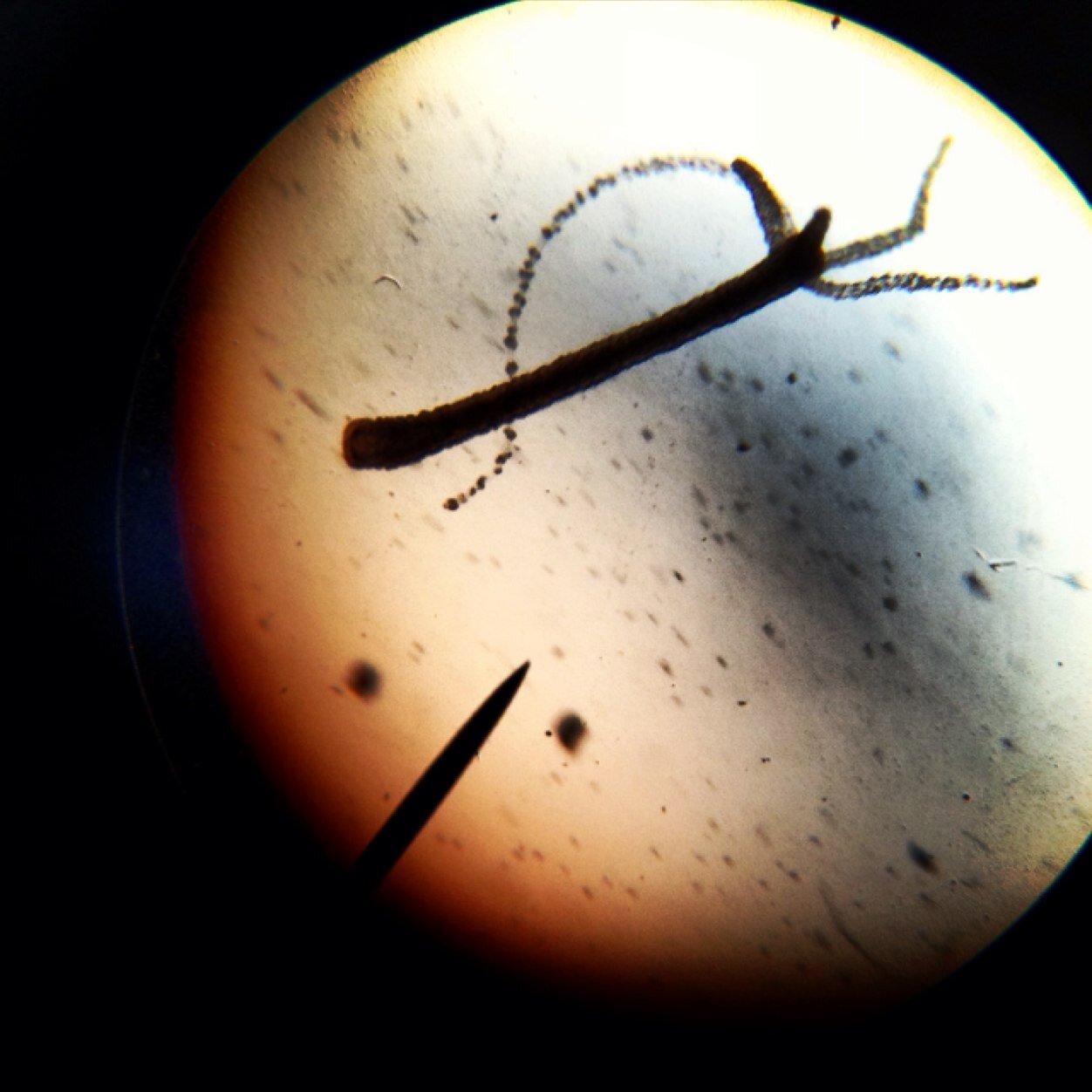 Stranger_Being's profile picture. What more did you expect?