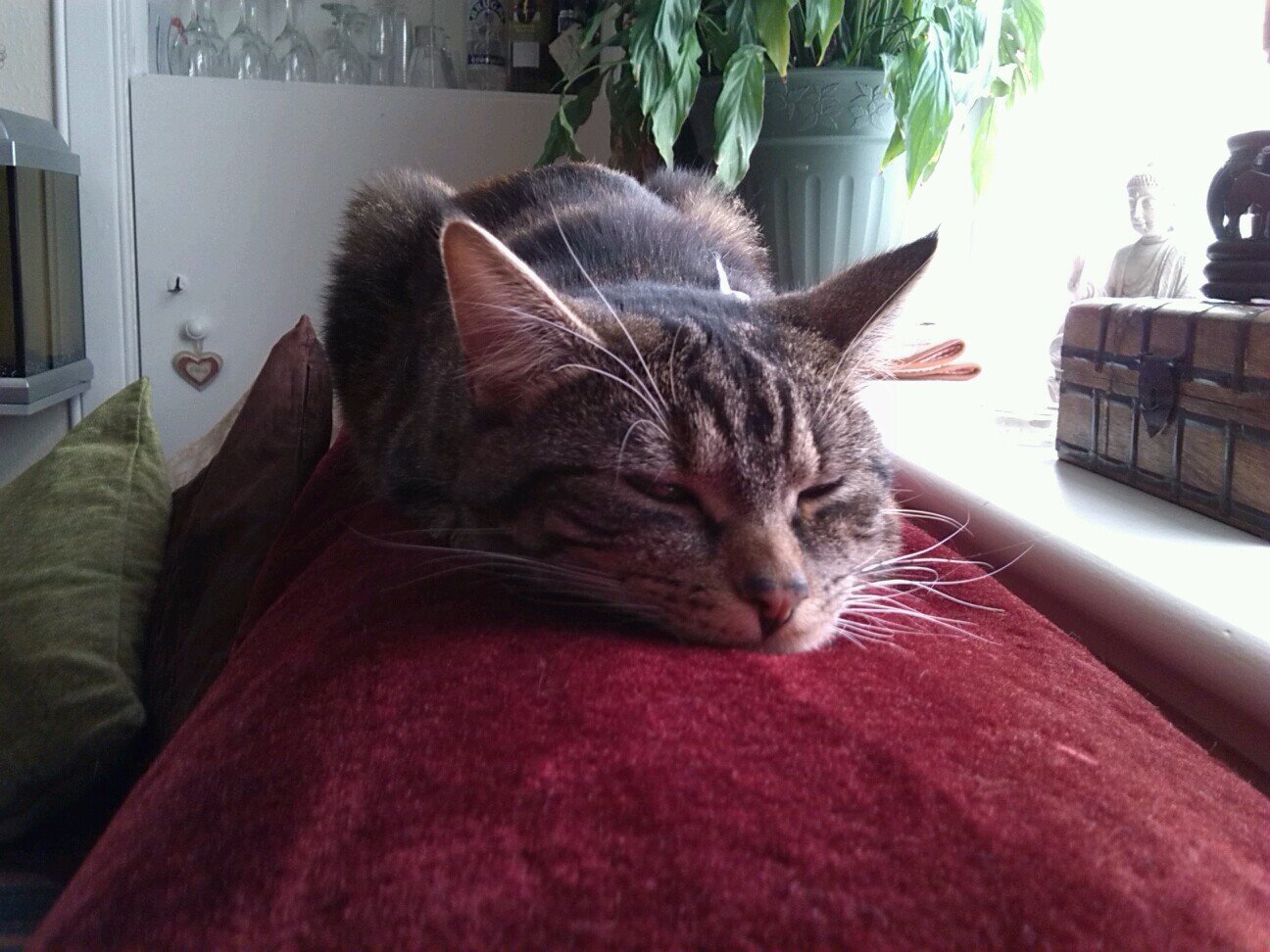 Undercover00K's profile picture. Undercover KAT Operative. Current Assignment: The Gathering of Homo-sapien Observational Evidence in advance of KAT World Domination. Codename: Katniss