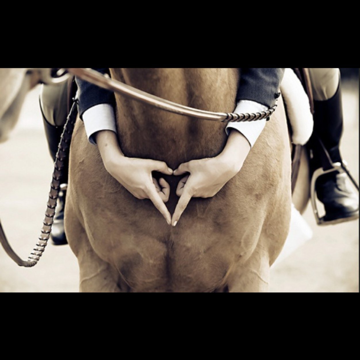 Eq Queen, Florida: Living where you want to show, Big Eq life, Dominating the show ring - super sassy-bad bitch