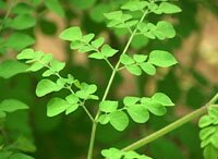 AGRICULTURE CONSULTANT
