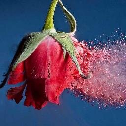 flatliner11's profile picture. 