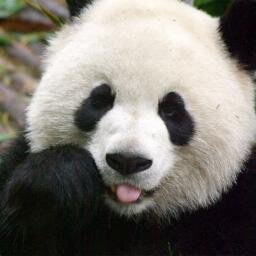 my_lewe's profile picture. walks with my dreaming of beautiful things