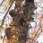 helin_art's profile image