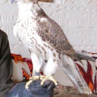 سلطان خميس (@csultank1) 's Twitter Profile