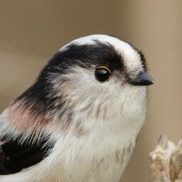 主に野鳥の写真を撮ってます。
写真や絵が多い人中心にフォロー。

エナガLOVE