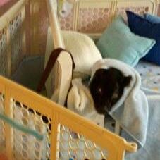 pigsonbroadway's profile picture. Jess - I am very grateful for the amazing experience dealing with your company.