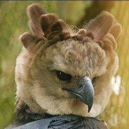 Águila de 7 estrellas.VENEZOLANA sin carnet de la Patria. Nunca voté  por Chavez ni por Maduro. SI ERES CHAVISTA NO ME SIGAS PORQUE TE BLOQUEO
