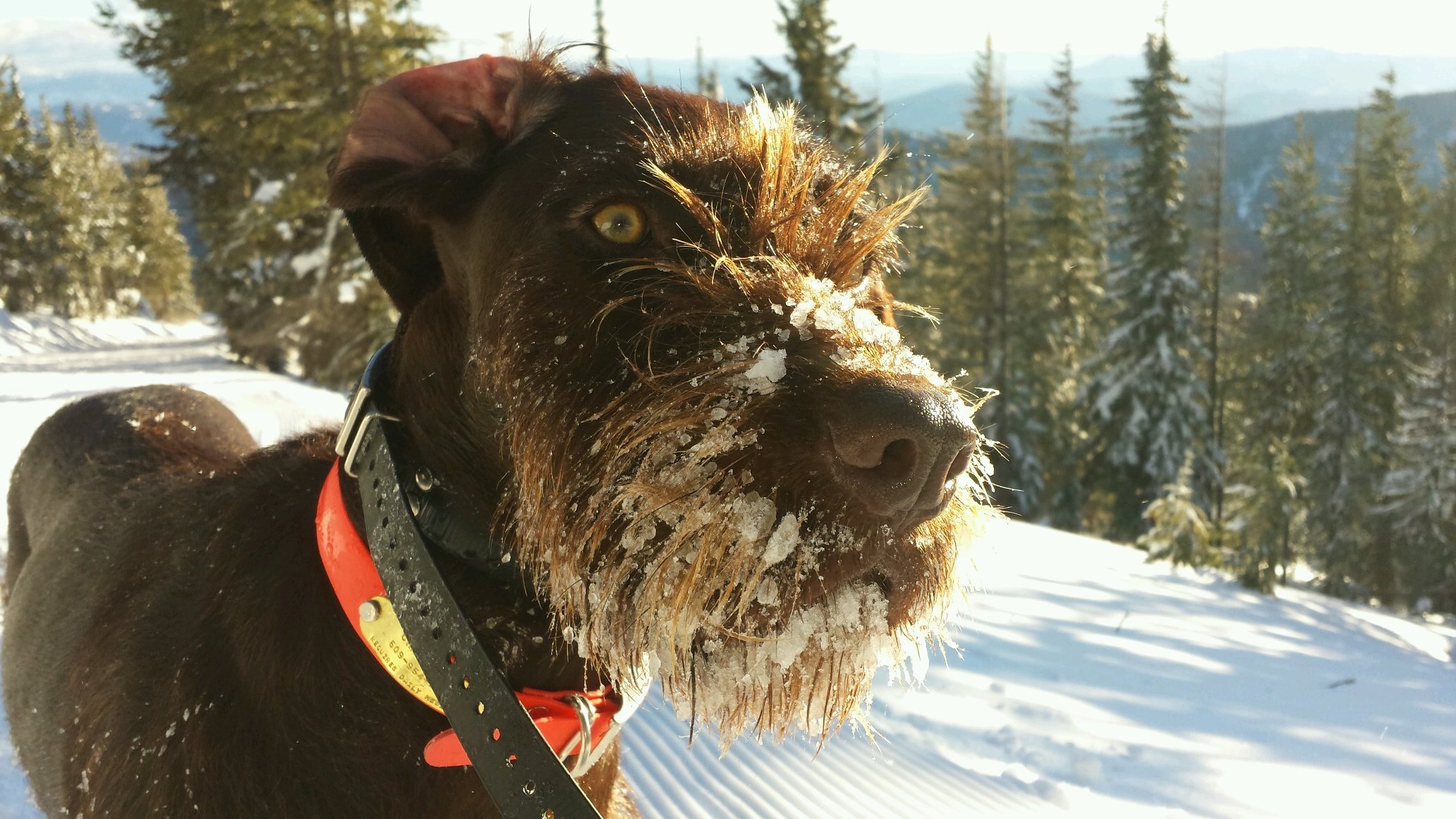Female Pudelpointer. Expert upland bird pointer and waterfowl retriever. Offseason backcountry skier and beach babe.
