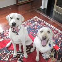 Maya Mercer (@mayavmercer) Twitter profile photo