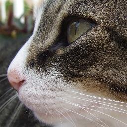 Gabriliona, een wereld met dieren