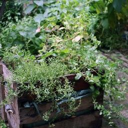 Stadtgärtner Würzburg - Urban Gardening
für eine essbare Stadt