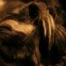 Frankie, Schnauzer (@frankie_la_rata) Twitter profile photo