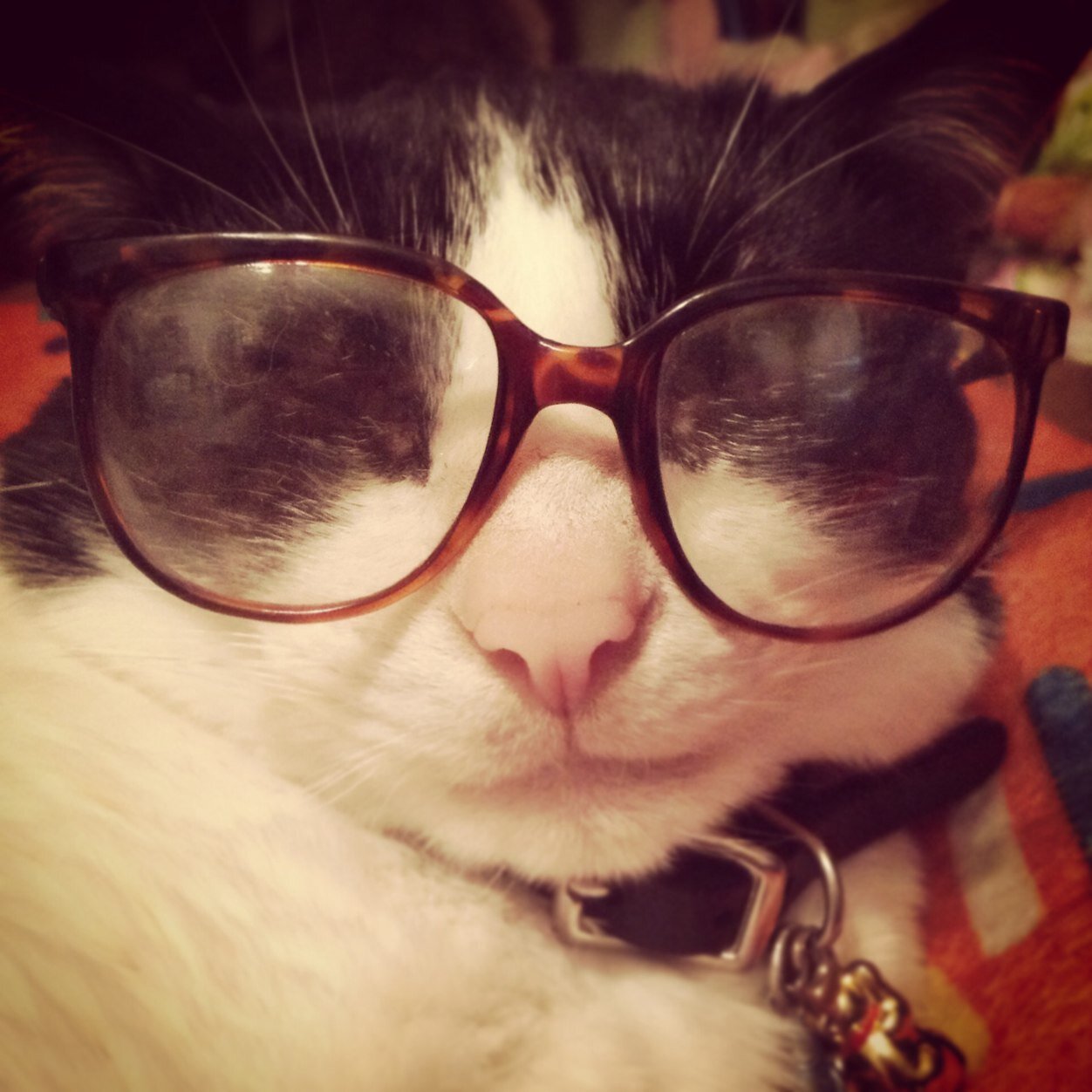 olivergreenjean's profile picture. Fat cat with a blog and a love for food