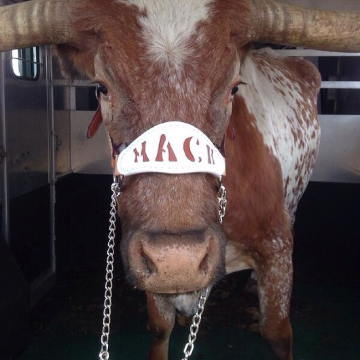 angieruss131's profile picture. 