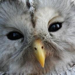 Nature Recorder and Birder. Nature soundscapes from Central Finland. #TwitterNatureCommunity Luontoäänittäjä ja lintuharrastaja Keski-Suomesta.