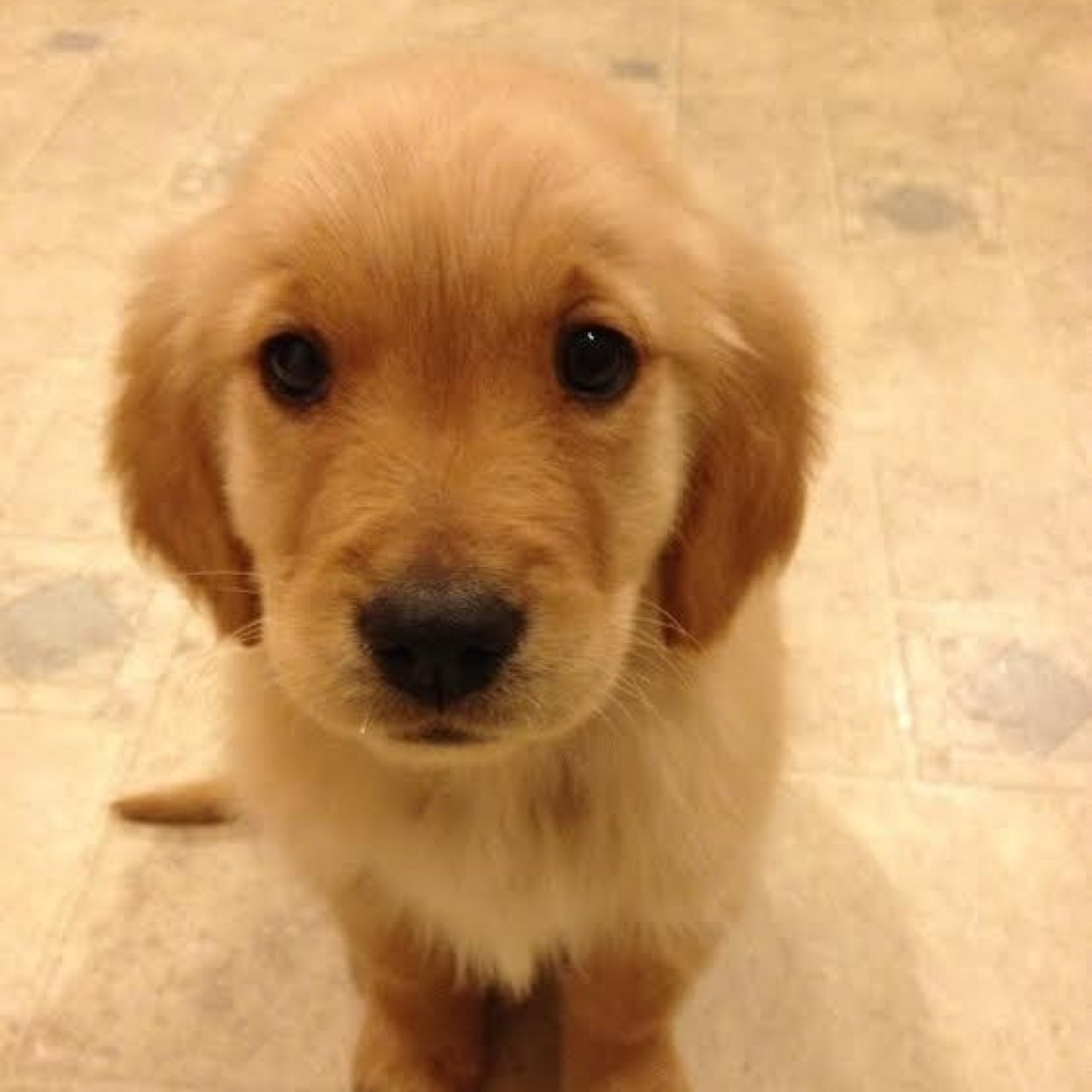 posting animals that you will fall in love with