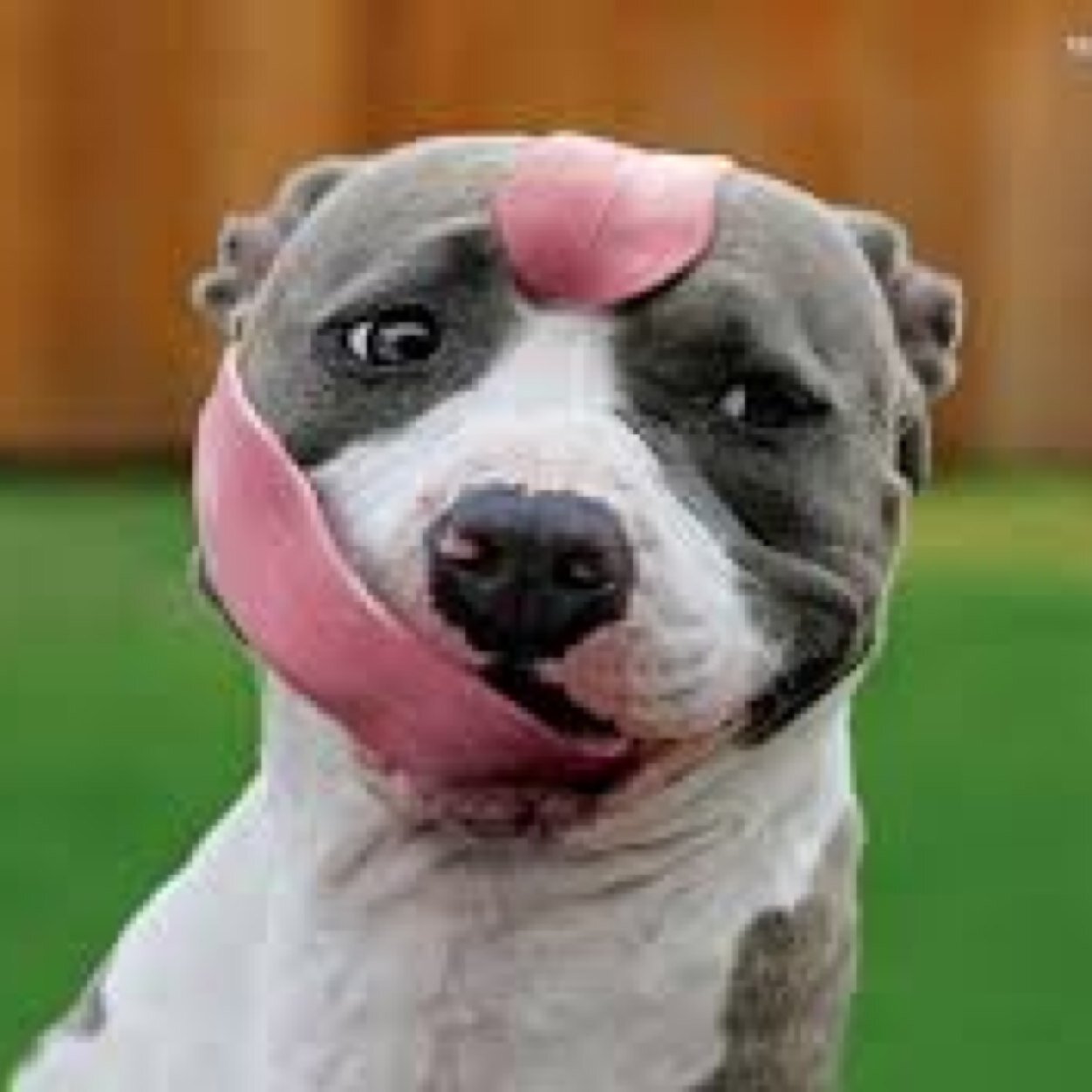 JoelGipson's profile picture. 