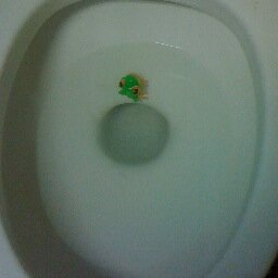 TrinidadLenny's profile picture. I Hate Diarrhea but I love Foods that Give Me Diarrhea so my life is just a big catch 22.