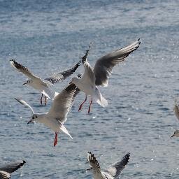 mayneymiznobadi's profile picture. 