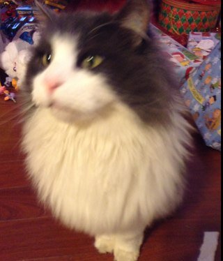 themasterofcats's profile picture. 