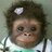Laurichispi's profile image