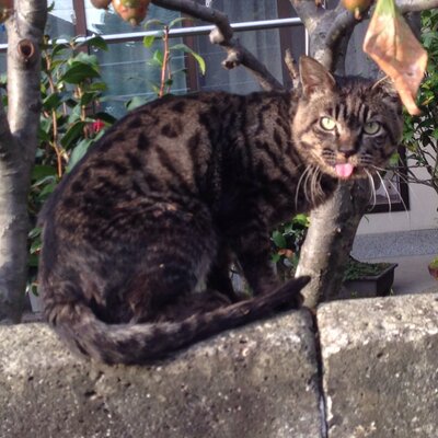 早い者勝ち　竹内栄治　ゼロ職　ブロマイド　全30種コンプ　セット　2024年 竹内 治 (@take036) / X