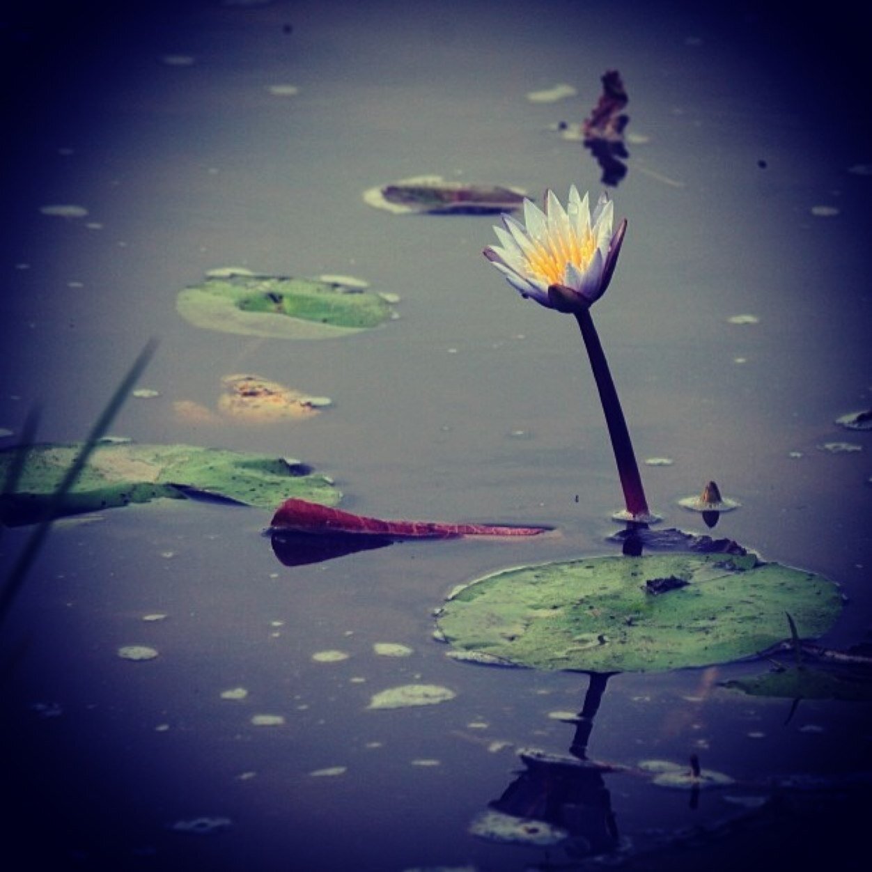 NIKESanTREES's profile picture. IAm tropic Hoes hate me... tatted up ,niggs like that, i roll dope guess they like that 2 [proud mommy of nalani Blue]