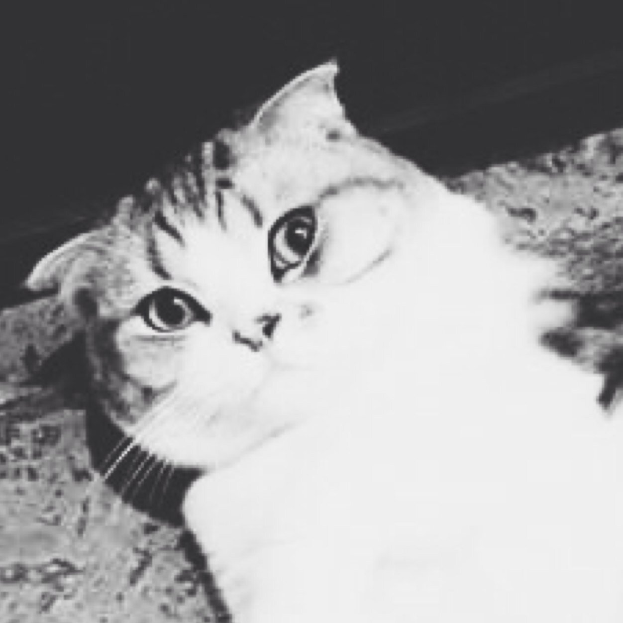 I'm a cat but they treat me like a princess. Oh and i'm also a pop icon.. Who are you again?  {{PARODY}}