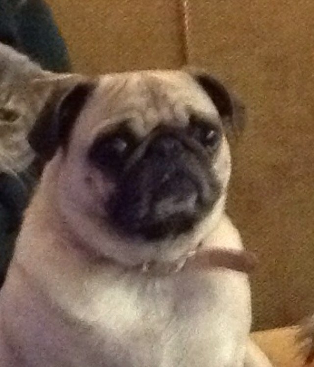 lcookston's profile picture. Driving Cadillacs in my dreams / a Ford in real life / a Cutless Supreme when I get nostalgic