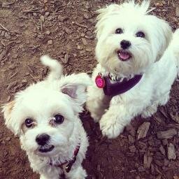 We are Lilly and Lulu, sisters and Chief Crunching & Munching Officers at Little L's - artisan bakery that makes famous New York krak'ems (brittle) for doggies.