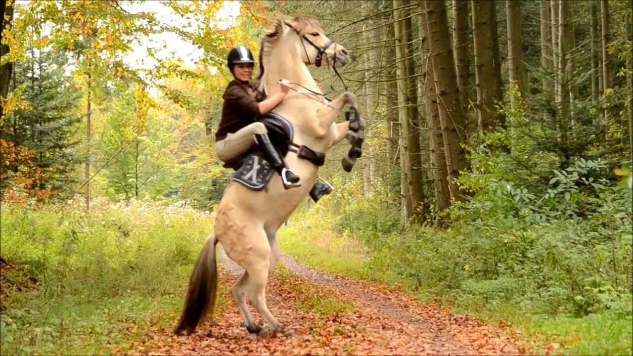 hou van cathleen & mees 3  // hou van samantha & cramer, une de papion, bizzy butcher, mr coke, cees butcher. & haar verzorg paarden 3 // amorana & cathleener