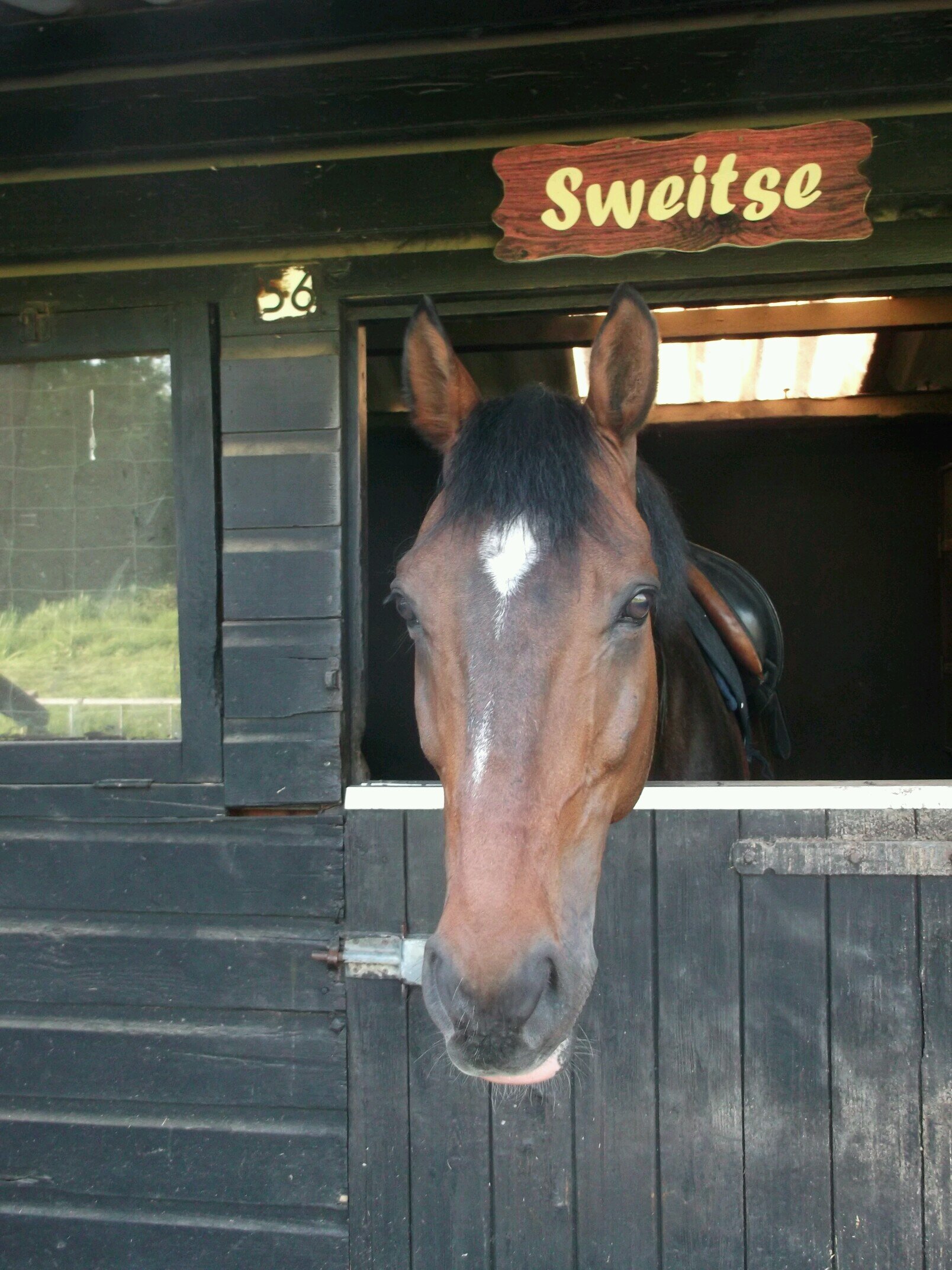 zoefzoey's profile picture. What do I like? Animals (especially my own), J-pop, J-rock, J-drama and lots of other things.
Greetings from Holland