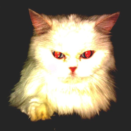 RaMin0's profile picture. Founder of @mashltd