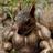 toddschoonover's profile image