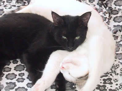 Purrfect Partners is a nonprofit 501(c)(3), no-kill cat rescue and adoption group.