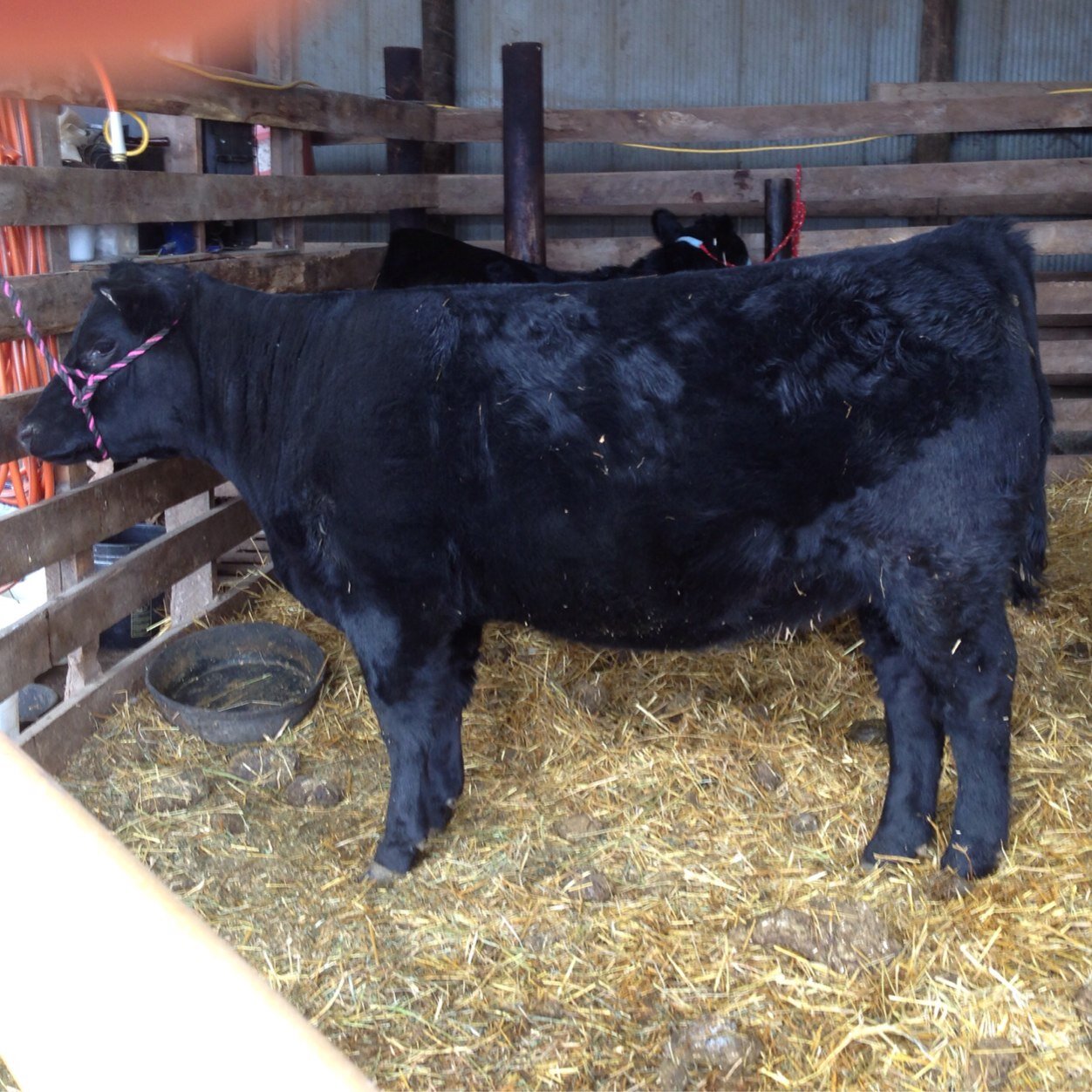 AJFriedges's profile picture. 