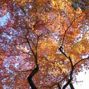 Kellie Pacheco - @pacheco_kj - Twitter